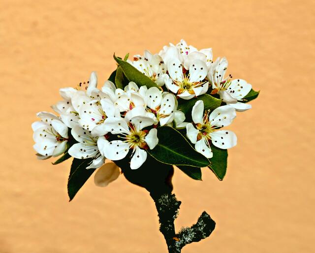 An der Klostermauer neben dem Kräutergarten