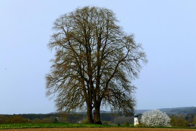 Ein aussichtsreicher kurzer Spaziergang führt auf die Anhöhe Richtung Margertshausen mit dieser markanten Baumgruppe