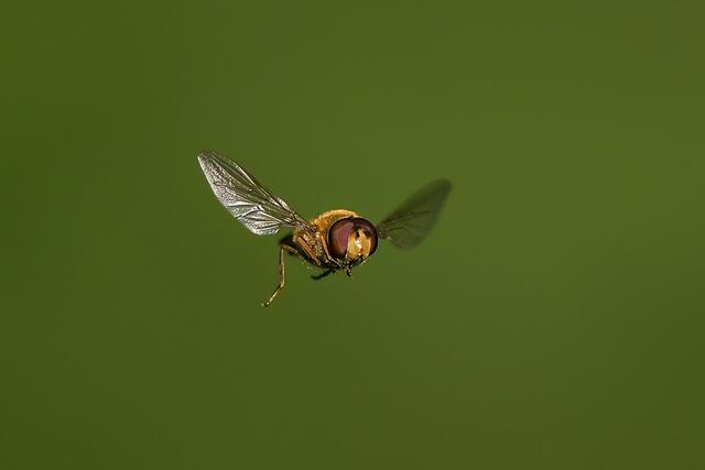 Schwebfliege | Foto: Copyright Andreas Schäfer