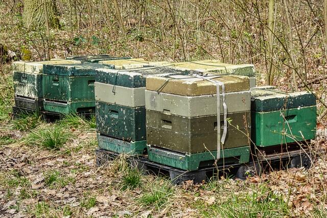 Bienenstöcke an einem abgelegenen Waldweg im Hakel, da die Temperaturen bereits über 10 Grad waren, schwärmten schon die ersten Bienen aus