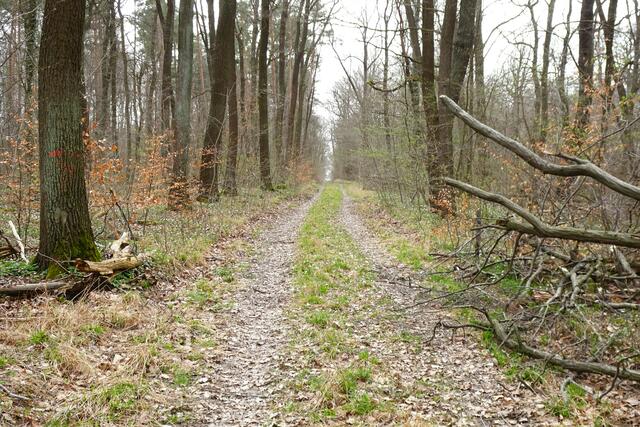auf einem Nebenweg im Hakel