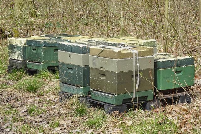 Bienenstöcke an einem Waldweg, da Temperaturen oberhalb von 10 Grad vorherrschten, schwirrten schon viele Bienen umher.