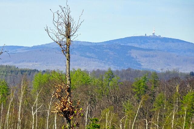 Blick vom Ludolfstein zum Brocken, hinter dem Baum befindet sich der Wurmberg