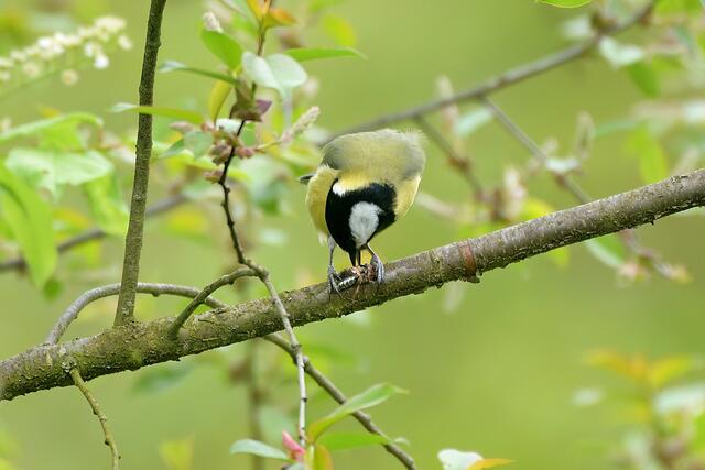 Foto: Copyright Andreas Schäfer