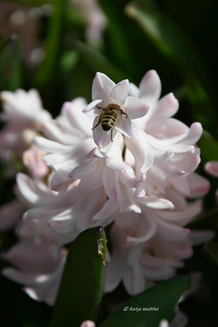 Der Duft des Frühlings im Berggarten Herrenhausen (Foto: Katja Woidtke)

Hyazinthen im Blumengang - abgetaucht in "Apricot Passion" | Foto: Katja Woidtke