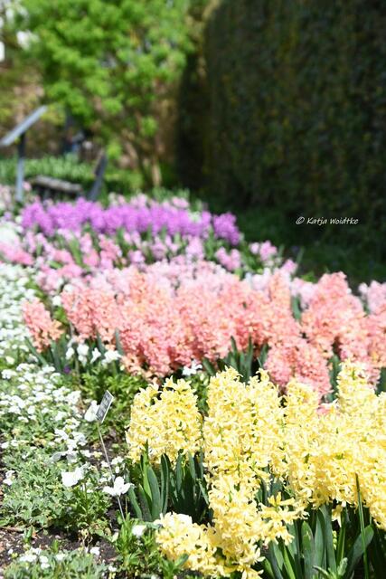 Der Duft des Frühlings im Berggarten Herrenhausen (Foto: Katja Woidtke)

Hyazinthen im Blumengang | Foto: Katja Woidtke