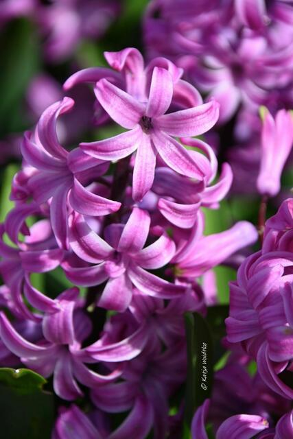 Der Duft des Frühlings im Berggarten Herrenhausen (Foto: Katja Woidtke)

Hyazinthen im Blumengang - "Purple Pride" | Foto: Katja Woidtke