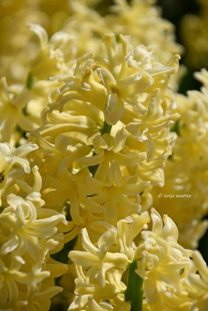 Der Duft des Frühlings im Berggarten Herrenhausen (Foto: Katja Woidtke)

Hyazinthen im Blumengang - "Gipsy Princess" | Foto: Katja Woidtke