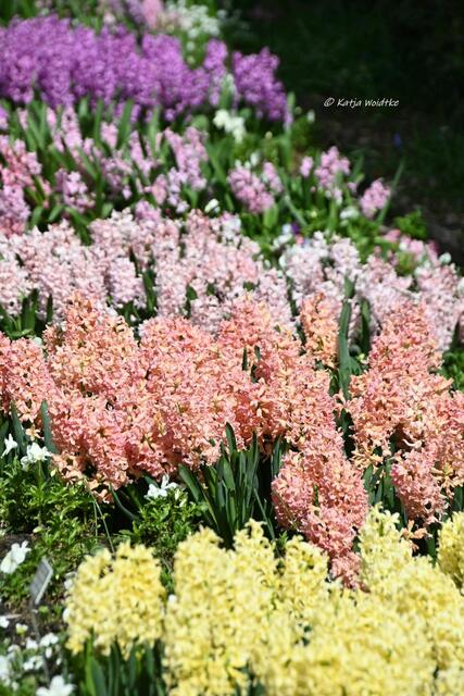 Der Duft des Frühlings im Berggarten Herrenhausen (Foto: Katja Woidtke)

Hyazinthen im Blumengang | Foto: Katja Woidtke
