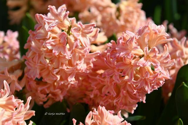 Der Duft des Frühlings im Berggarten Herrenhausen (Foto: Katja Woidtke)

Hyazinthen im Blumengang - "Gipsy Queen" | Foto: Katja Woidtke