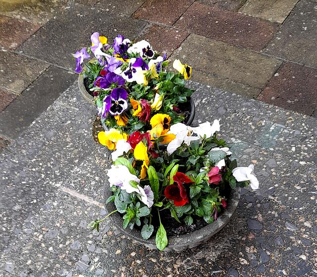  . . . Blumenschalen auf der Treppe . . .