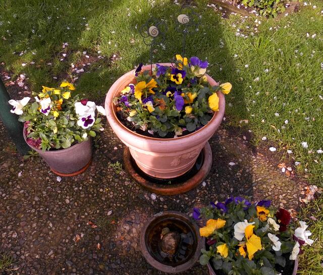  . . . Blumenschalen im Garten . . .