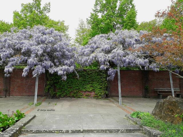 Parks und Gärten in Hannover (Foto: Katja Woidtke)

Blauregenblüte im Vahrenwalder Park  | Foto: Katja Woidtke