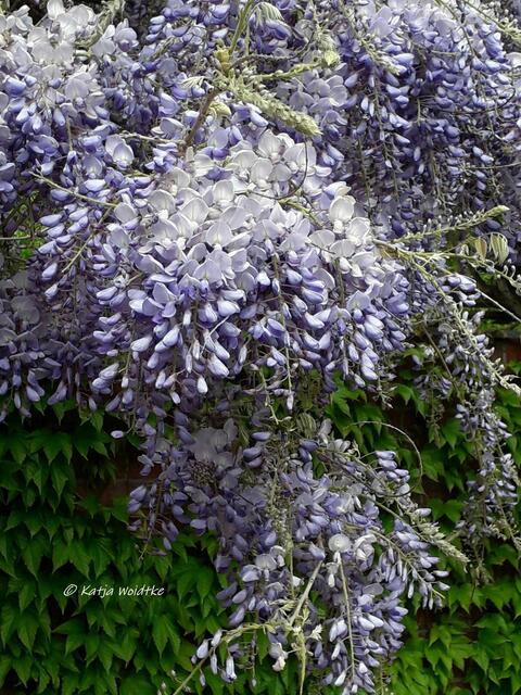 Parks und Gärten in Hannover (Foto: Katja Woidtke)

Blauregenblüte im Vahrenwalder Park | Foto: Katja Woidtke