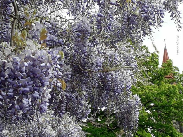 Parks und Gärten in Hannover (Foto: Katja Woidtke)

Blauregenblüte im Vahrenwalder Park - Blick auf den Turm von St. Joseph (rechts im Bild) | Foto: Katja Woidtke