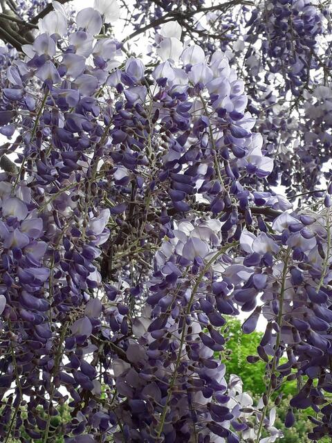 Parks und Gärten in Hannover (Foto: Katja Woidtke)

Blauregenblüte im Vahrenwalder Park - die Blütentrauben können bis zu 50 cm lang werden | Foto: Katja Woidtke