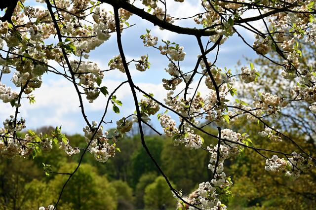 Kirschblüte am Hiroshima-Hain auf der Bult