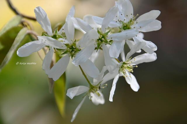 Garten im Jahreslauf (Foto: Katja Woidtke)

Gemütlich durch den April - Blüten der Felsenbirne | Foto: Katja Woidtke