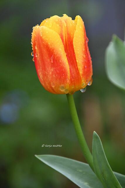 Garten im Jahreslauf (Foto: Katja Woidtke)

Gemütlich durch den April - Tulpe nach einem Regenschauer | Foto: Katja Woidtke