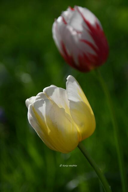 Garten im Jahreslauf (Foto: Katja Woidtke)

Gemütlich durch den April - Tulpen auf unserer wilden Wiese | Foto: Katja Woidtke
