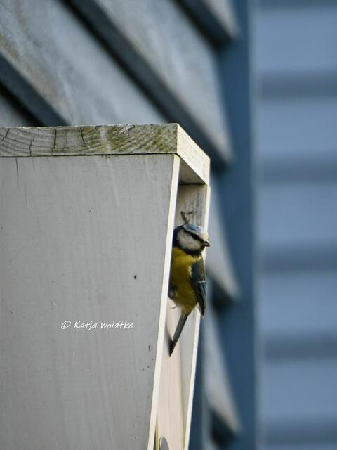 Garten im Jahreslauf (Foto: Katja Woidtke)

Gemütlich durch den April - Blaumeise (Cyanistes caeruleus) inspiziert einen unserer Nistkästen | Foto: Katja Woidtke