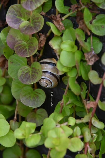 Garten im Jahreslauf (Foto: Katja Woidtke)

Gemütlich durch den April - Bänderschnecke im Pfennigkraut (Lysimachia nummularia) | Foto: Katja Woidtke