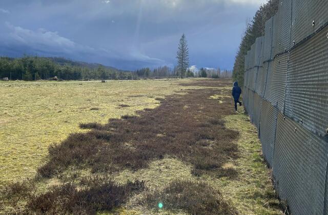Biotop entlang der ehemaligen Grenze.  