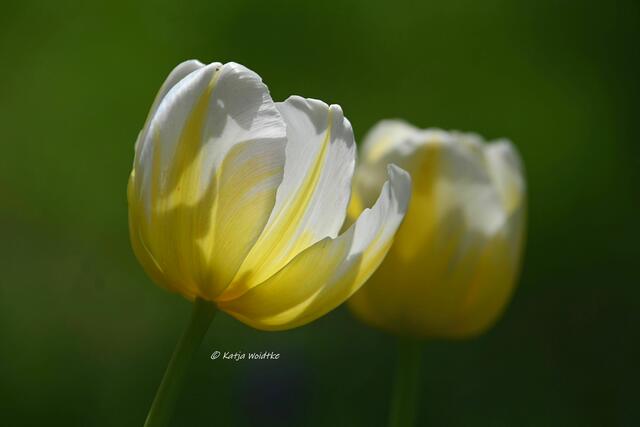 Garten im Jahreslauf (Foto: Katja Woidtke)

Gemütlich durch den April - Tulpen auf unserer wilden Wiese im Gegenlicht | Foto: Katja Woidtke