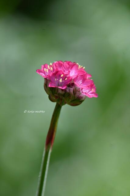 Garten im Jahreslauf (Foto: Katja Woidtke)

Gemütlich durch den April - Grasnelke (Armeria) | Foto: Katja Woidtke