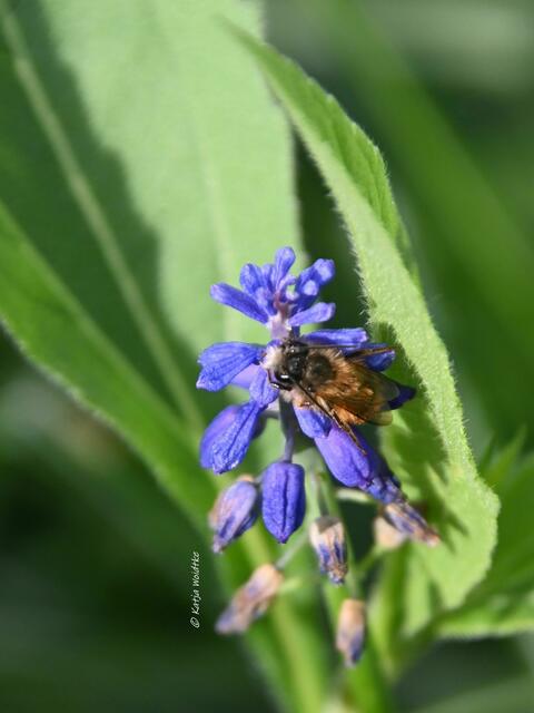 Garten im Jahreslauf (Foto: Katja Woidtke)

Gemütlich durch den April - Wildbiene (unbestimmt) an den letzten Blüten einer Perlhyazinthe (Muscari) | Foto: Katja Woidtke