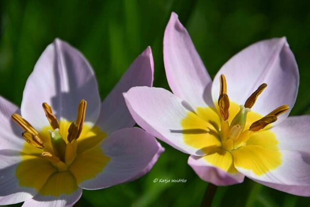 Garten im Jahreslauf (Foto: Katja Woidtke)

Gemütlich durch den April - Licht- und Schattenspiel in den geöffneten Tulpenblüten  | Foto: Katja Woidtke