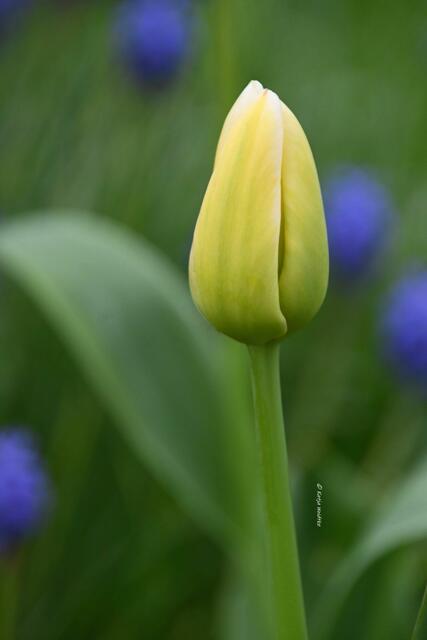 Garten im Jahreslauf (Foto: Katja Woidtke)

Gemütlich durch den April - Tulpe und Perlhyazinthen auf unserer wilden Wiese | Foto: Katja Woidtke