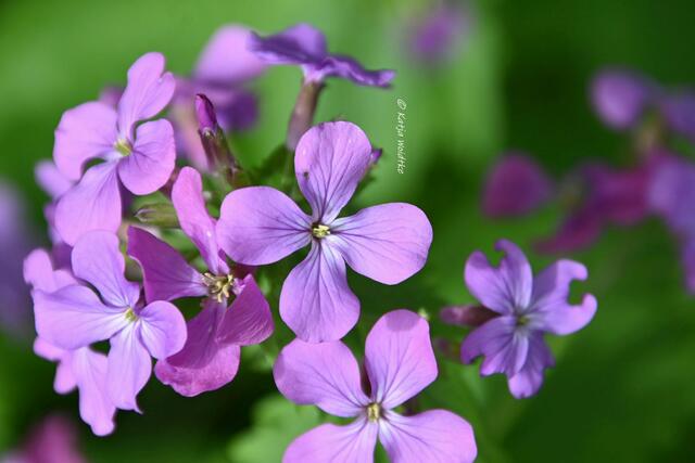 Garten im Jahreslauf (Foto: Katja Woidtke)

Gemütlich durch den April - Einjähriges Silberblatt (Lunaria annua) | Foto: Katja Woidtke