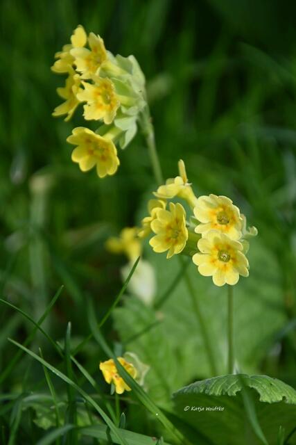Garten im Jahreslauf (Foto: Katja Woidtke)

Gemütlich durch den April - Echte Schlüsselblume (Pimula veris) auf unserer wilden Wiese | Foto: Katja Woidtke