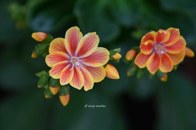 Garten im Jahreslauf (Foto: Katja Woidtke)

Gemütlich durch den April - Porzellanröschen (Lewisia cotyledon) | Foto: Katja Woidtke
