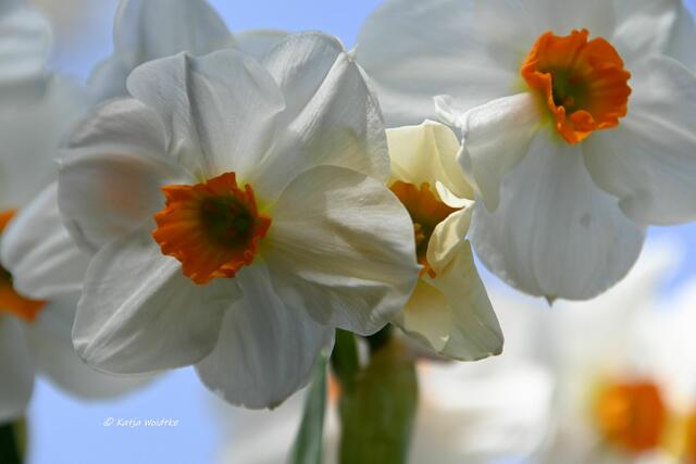 Garten im Jahreslauf (Foto: Katja Woidtke)

Gemütlich durch den April - Narzissentraum | Foto: Katja Woidtke