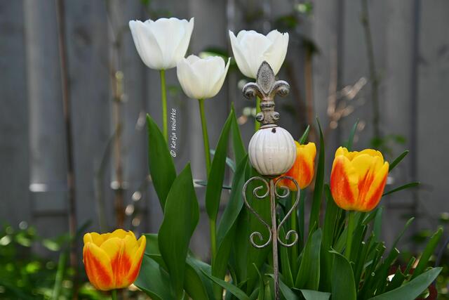 Garten im Jahreslauf (Foto: Katja Woidtke)

Gemütlich durch den April - Tulpenzauber | Foto: Katja Woidtke