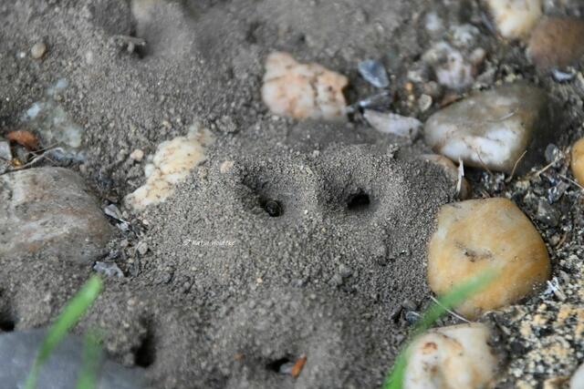 Garten im Jahreslauf (Foto: Katja Woidtke)

Gemütlich durch den April - Pförtner-Schmalbienen haben ihre Nester in einem Sandstreifen angelegt. Sie verschließen den Eingang zum Nest mit ihrem Körper, um die Brut vor Blutbienen zu schützen, die ihre  Eier in die Nester anderer Wildbienen legen.  | Foto: Katja Woidtke
