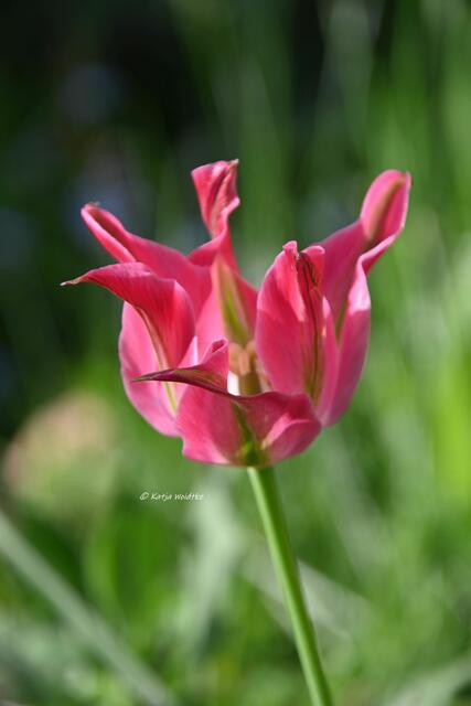Garten im Jahreslauf (Foto: Katja Woidtke)

Gemütlich durch den April - Tulpe auf unserer wilden Wiese | Foto: Katja Woidtke