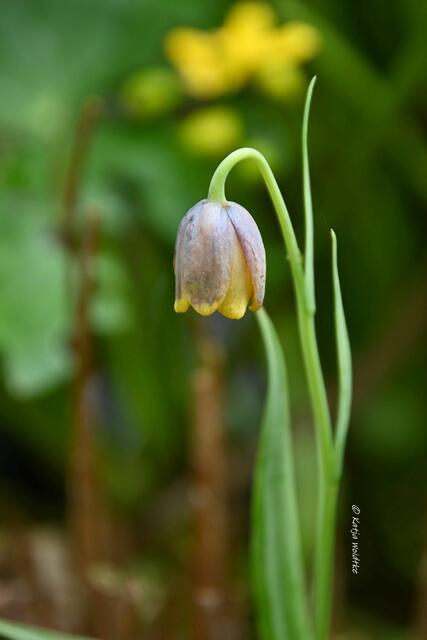 Garten im Jahreslauf (Foto: Katja Woidtke)

Gemütlich durch den April - Neuzugang am Gartenteich | Foto: Katja Woidtke