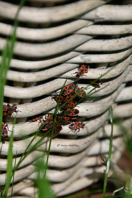 Garten im Jahreslauf (Foto: Katja Woidtke)

Gemütlich durch den April - Feuerwanzen sonnen sich  | Foto: Katja Woidtke