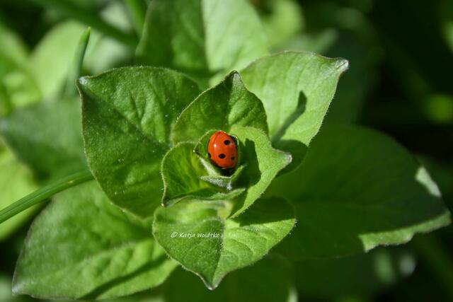 Garten im Jahreslauf (Foto: Katja Woidtke)

Gemütlich durch den April - Marienkäfer (Coccinellidae) taucht im Goldfelberich (Lysimachia punctata)  ab | Foto: Katja Woidtke