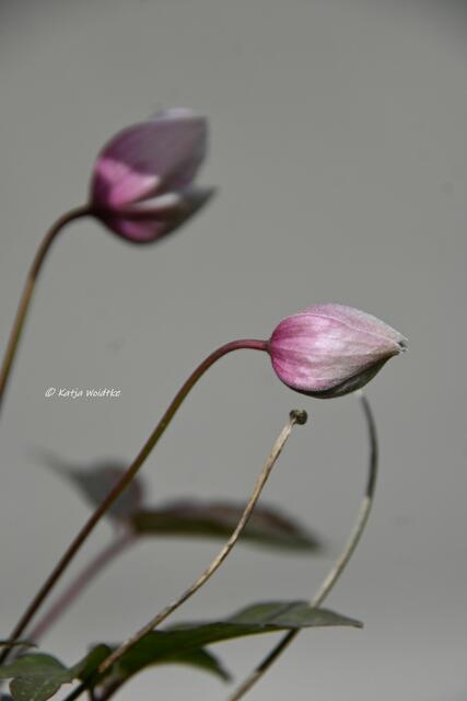 Garten im Jahreslauf (Foto: Katja Woidtke)

Gemütlich durch den April - Knospen der Clematis | Foto: Katja Woidtke