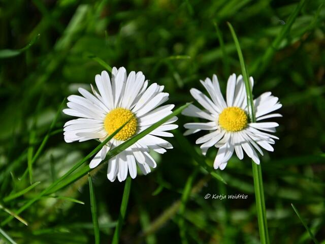 Garten im Jahreslauf (Foto: Katja Woidtke)

Gemütlich durch den April - Gänseblümchen (Bellis perennis) auf unserer wilden Wiese | Foto: Katja Woidtke