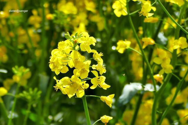 Reichlich Pollenfutter im Angebot | Foto: Dieter Senger  dieter@senger