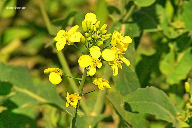 Für Pollensammler | Foto: Dieter Senger  dieter@senger
