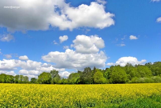 Unter strahlendem Himmel | Foto: Dieter Senger  dieter@senger