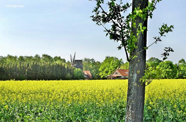 Eine Windmühle ziert den Hintergrund | Foto: Dieter Senger  dieter@senger