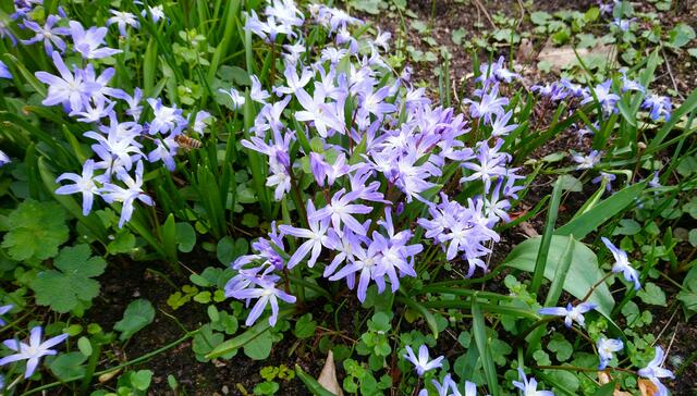 Schöner Blütenteppich | Foto: Shima Mahi