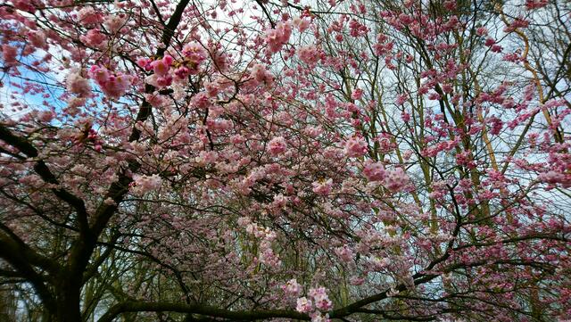 Rosa Traum | Foto: Shima Mahi